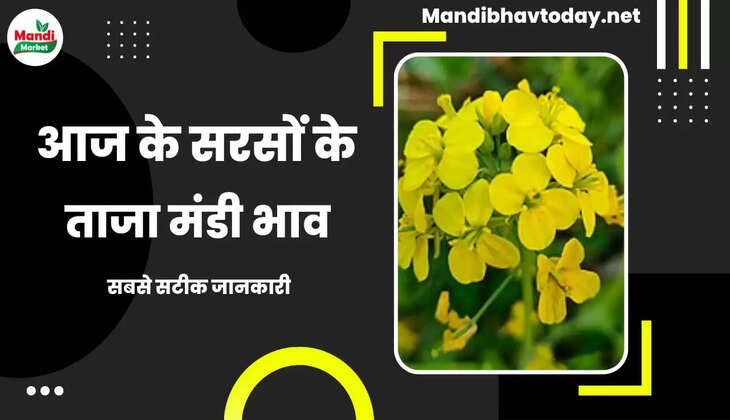 Sarso Live Rate Today 15 Mar 2023