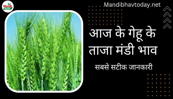 wheat kanak gehu Live Rate Today 03 Dec 2022