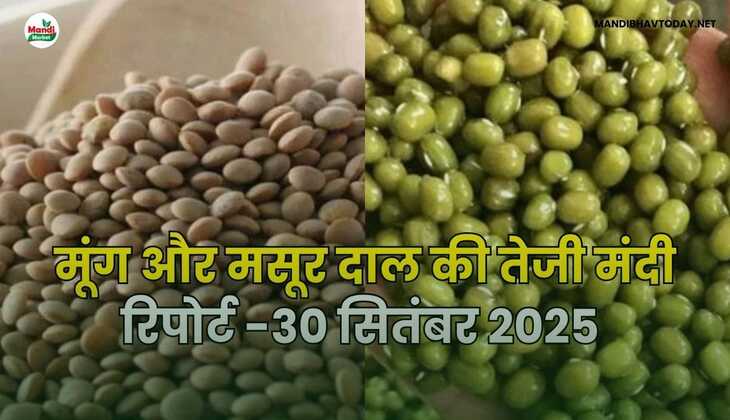 मूँग और मसूर दाल की तेजी मंदी रिपोर्ट -30  सितंबर 2025 