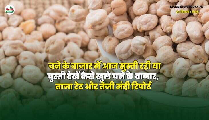चने के बाजार में आज सुस्ती रही या चुस्ती | देखें कैसे खुले चने के बाजार, ताजा रेट और तेजी मंदी रिपोर्ट