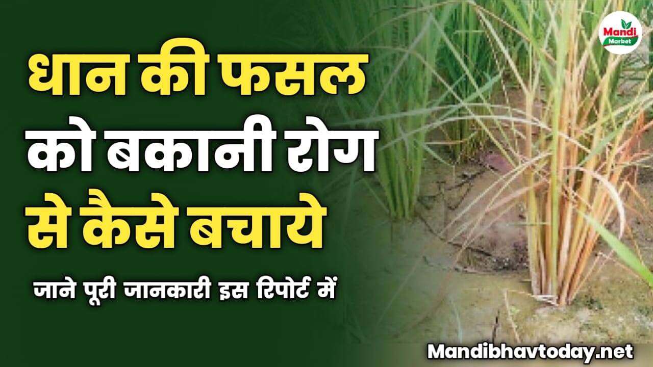 धान की फसल को बकानी रोग से कैसे बचाये | जाने पूरी जानकारी इस रिपोर्ट में 