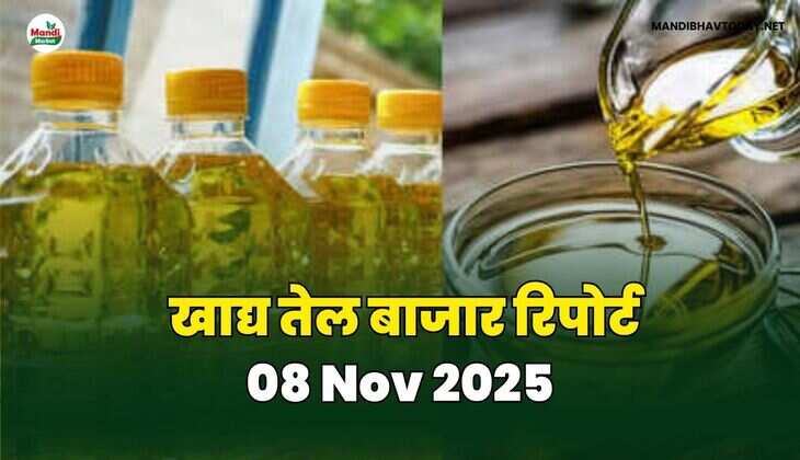 खाद्य तेल बाजार रिपोर्ट 08 Nov 2025