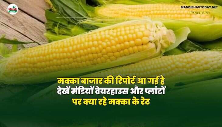 मक्का बाजार की रिपोर्ट आ गई है | देखें मंडियों वेयरहाउस और प्लांटों पर क्या रहे मक्का के रेट
