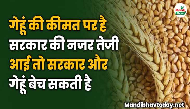 गेहूं की कीमत पर है सरकार की नजर तेजी आई तो सरकार और गेहूं बेच सकती है