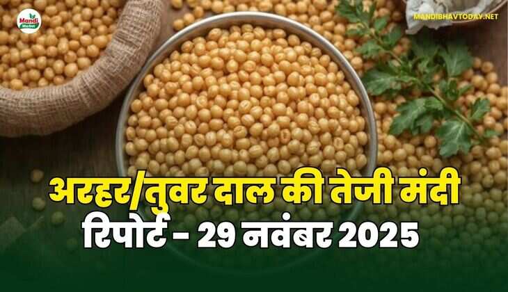 अरहर /तुवर  दाल की तेजी मंदी रिपोर्ट  - 29  नवंबर 2025