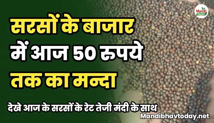 सरसों के बाजार में आज 50 रुपये तक का मन्दा | देखे आज के सरसों के रेट तेजी मंदी के साथ