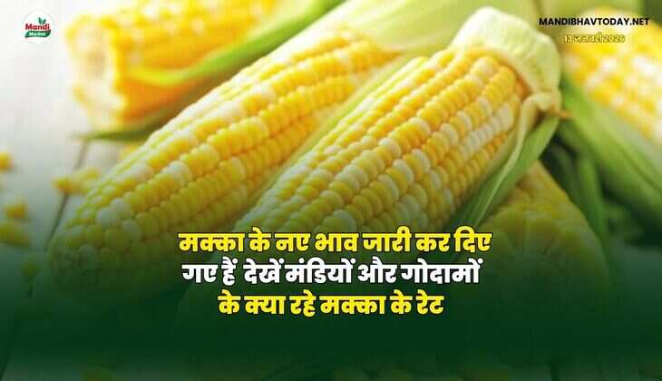मक्का के नए भाव जारी कर दिए गए हैं | देखें मंडियों और गोदामों के क्या रहे मक्का के रेट