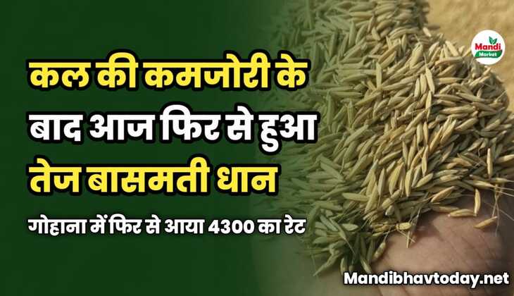 कल की कमजोरी के बाद आज फिर से बासमती धान हुआ तेज | गोहाना में फिर से आया 4300 का रेट