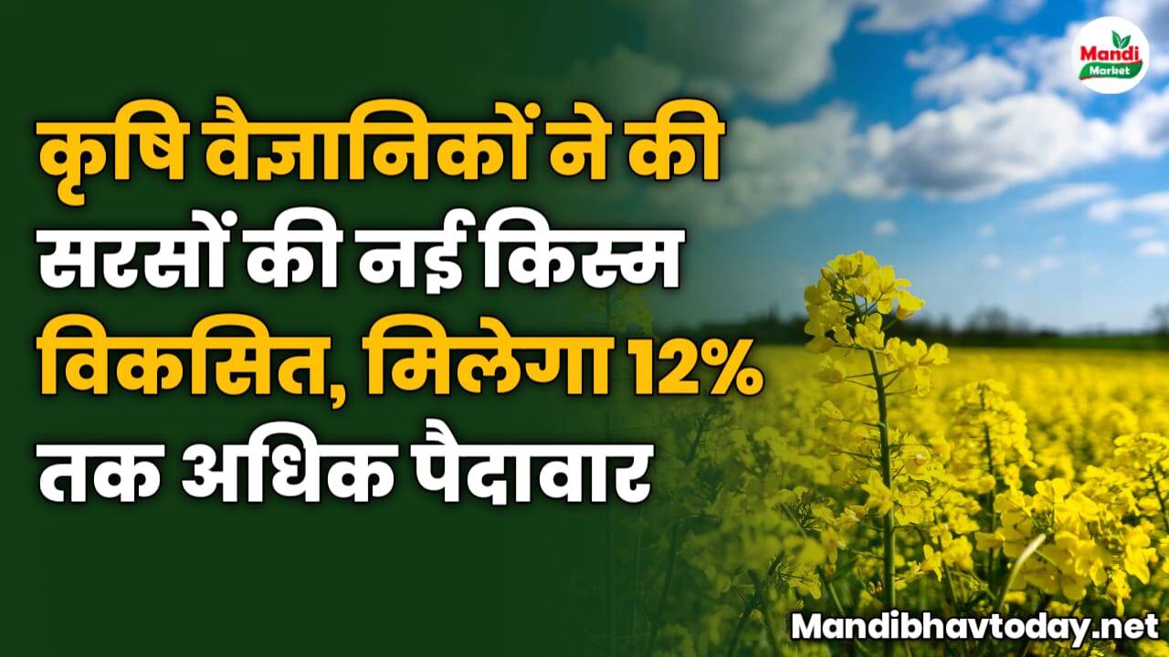 कृषि वैज्ञानिकों ने की सरसों की नई किस्म विकसित, मिलेगा 12% तक अधिक पैदावार