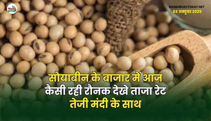 सोयाबीन के बाजार में आज कैसी रही रौनक | देखे ताजा रेट तेजी मंदी के साथ