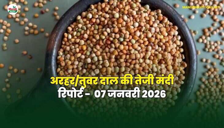 अरहर/ तूवर दाल की तेजी मंदी रिपोर्ट - 07 जनवरी 2026