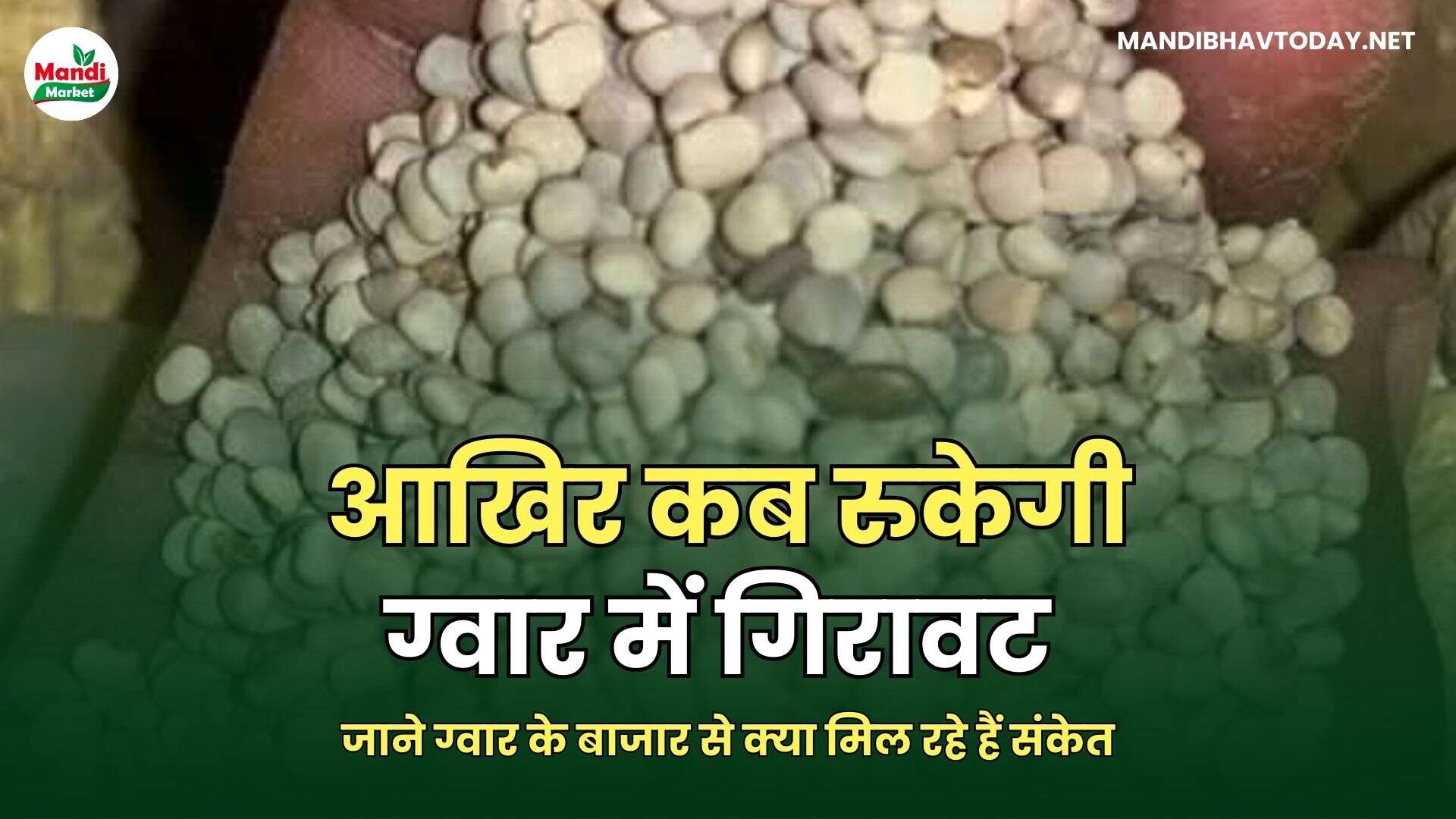 जाने ग्वार के बाजार से क्या मिल रहे हैं संकेत