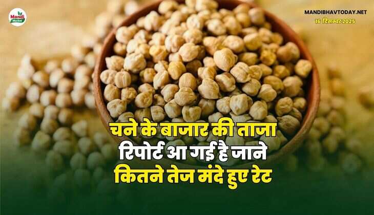 चने के बाजार की ताजा रिपोर्ट आ गई है | जाने कितने तेज मंदे हुए रेट