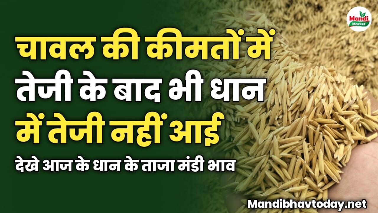 चावल की कीमतों में तेजी के बाद भी धान में तेजी नहीं आई | देखे आज के धान के ताजा मंडी भाव