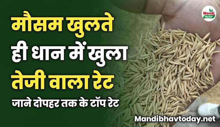 मौसम खुलते ही धान में खुला तेजी वाला रेट | जाने दोपहर तक के टॉप रेट