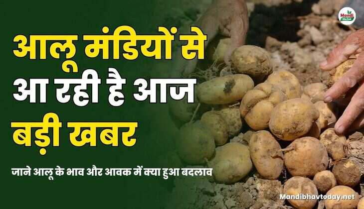 आलू मंडियों से आ रही है बड़ी खबर | जाने आलू के भाव और आवक में क्या हुआ बदलाव