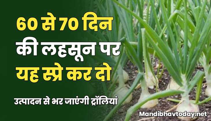 60 से 70 दिन की लहसून पर यह स्प्रे कर दो | भर जाएंगी ट्रॉलियां