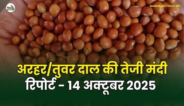 अरहर /तुवर  दाल की तेजी मंदी रिपोर्ट - 14 अक्टूबर 2025