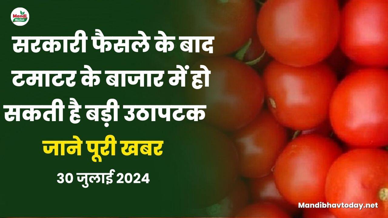 सरकारी फैसले के बाद टमाटर के बाजार में हो सकती है बड़ी उठापटक | जाने पूरी खबर टमाटर तेजी मंदी रिपोर्ट में