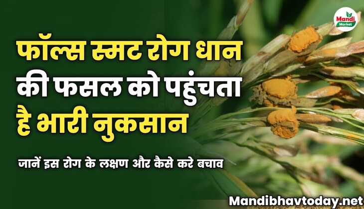 फॉल्स स्मट रोग धान की फसल को पहुंचता है भारी नुकसान | जानें इस रोग के लक्षण और कैसे करे बचाव 