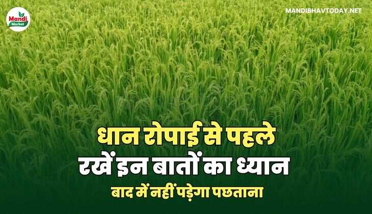 धान images