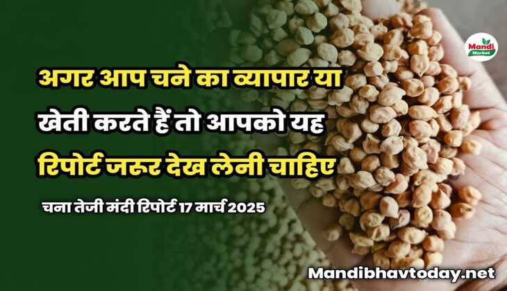 अगर आप चने का व्यापार या खेती करते हैं तो आपको यह रिपोर्ट जरूर देख लेनी चाहिए | चना तेजी मंदी रिपोर्ट 17 मार्च 2025