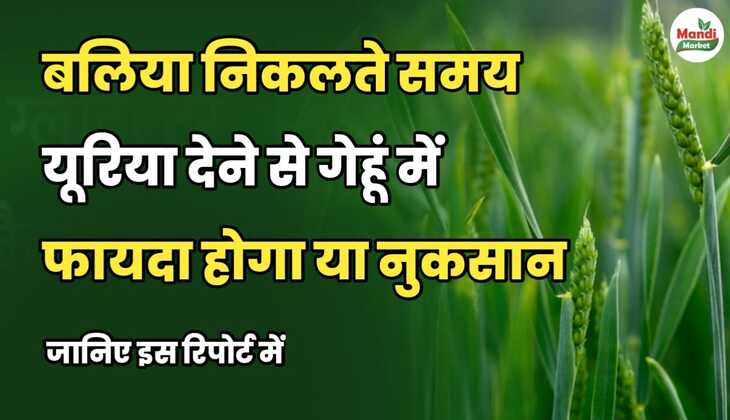 बालियां निकलते समय गेहूं में यूरिया देने से फायदा होगा या नुकसान, जानें इस रिपोर्ट में