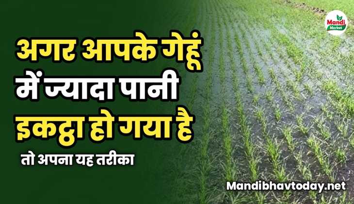 अगर आपके गेहूं में ज्यादा पानी इकट्ठा हो गया है | तो अपना यह तरीका 