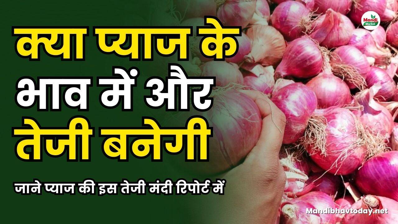 क्या प्याज के भाव में और तेजी बनेगी | जाने प्याज की इस तेजी मंदी रिपोर्ट में