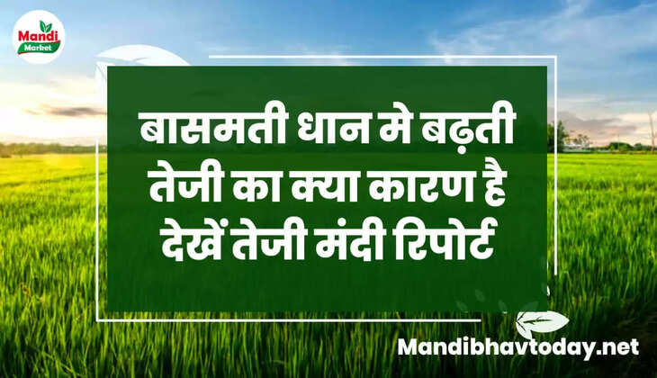 बासमती धान मे बढ़ती तेजी का क्या कारण है देखे तेजी मंदी रिपोर्ट