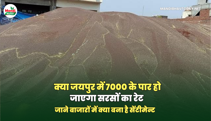 क्या जयपुर में 7000 के पार हो जाएंगे सरसों के रेट | देखें सरसों की तेजी मंदी रिपोर्ट में                  