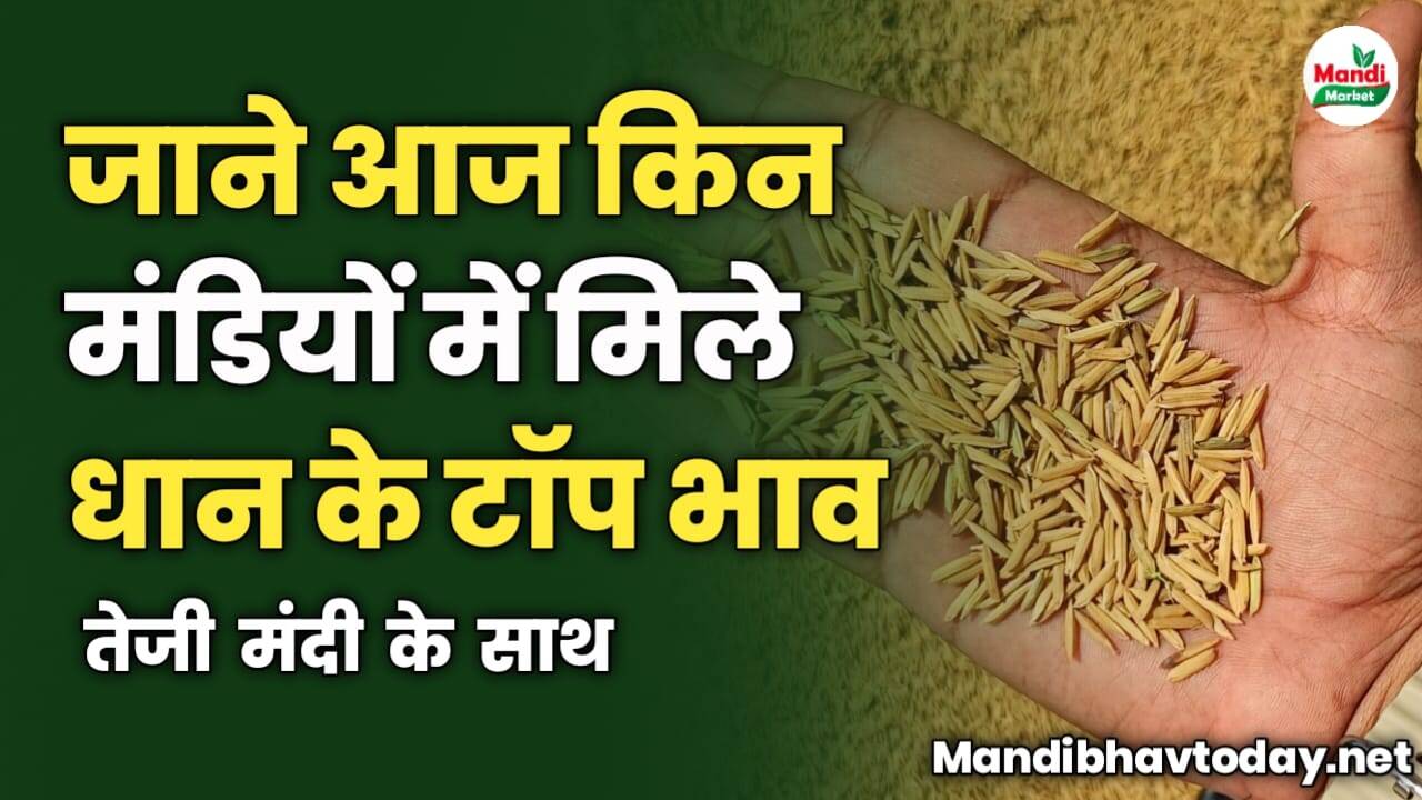 जाने आज किन मंडियों में मिले धान के टॉप भाव | तेजी मंदी के साथ