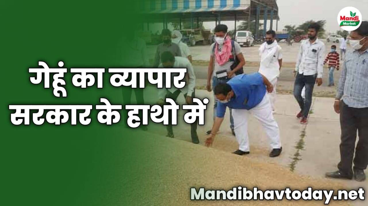 गेहूं का व्यापार सरकार के हाथो में | देखे आने वाले समय में क्या होगा गेहू का माहोल