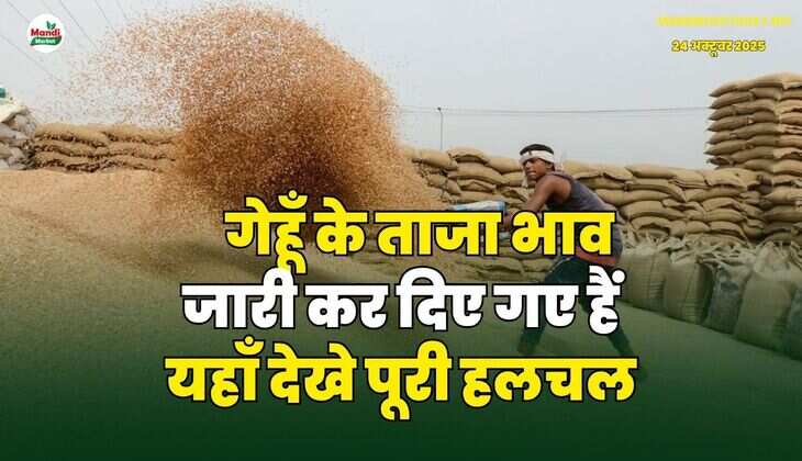 गेहूँ के ताजा भाव जारी कर दिए गए हैं | यहाँ देखे पूरी हलचल