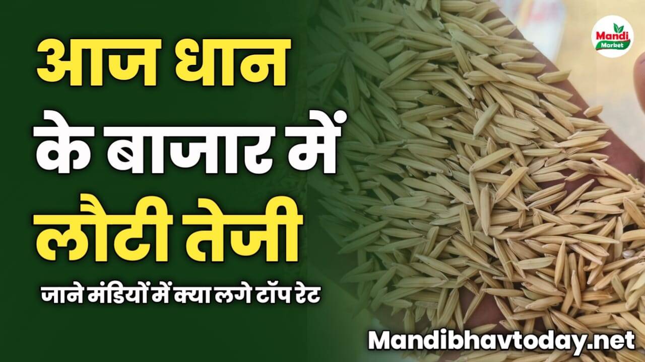 धान के बाजार में लौटी तेजी | जाने मंडियों में क्या लगे टॉप रेट