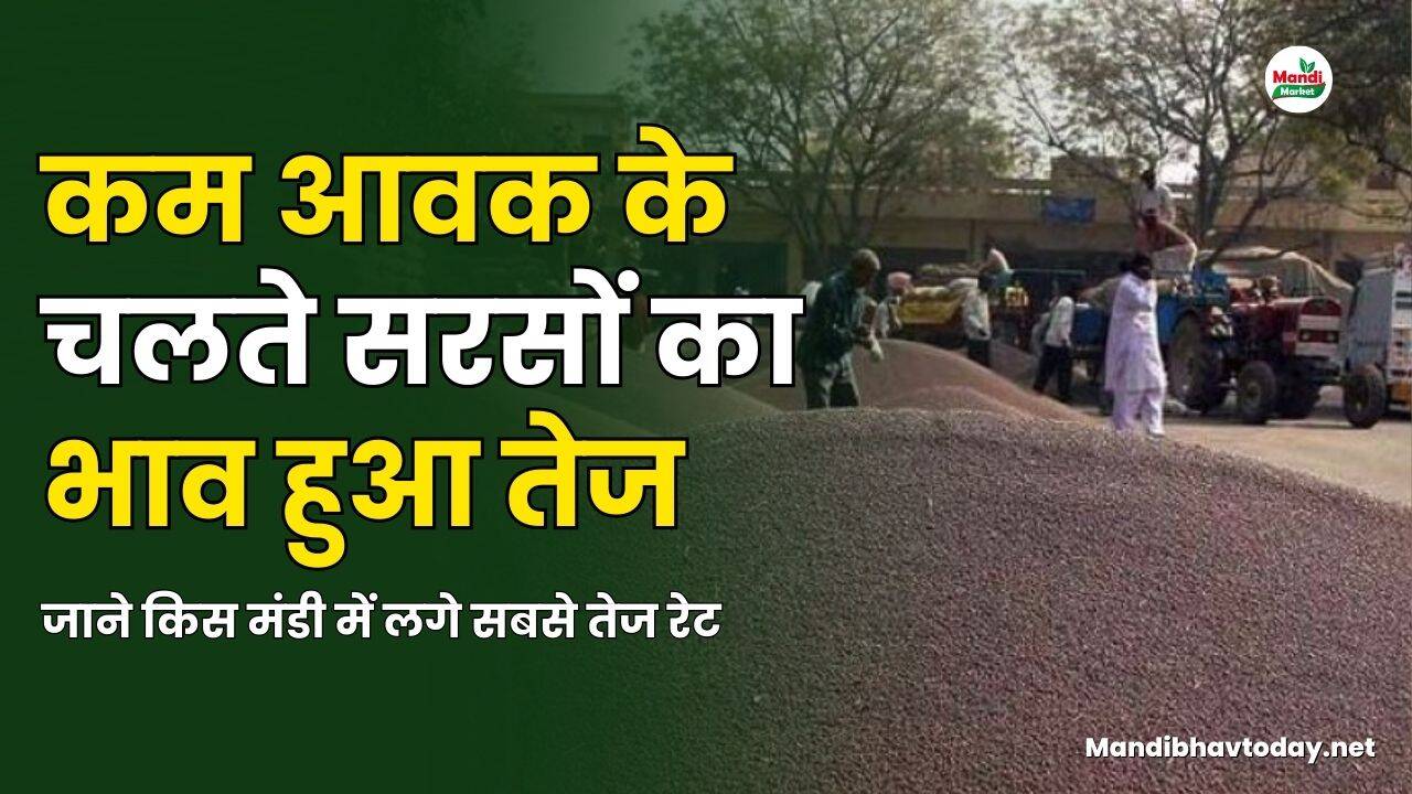 कम आवक के चलते सरसों का भाव हुआ तेज | जाने किस मंडी में लगे सबसे तेज रेट