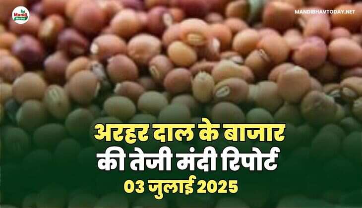 अरहर दाल तेजी मंदी रिपोर्ट -03 जुलाई 2025 
