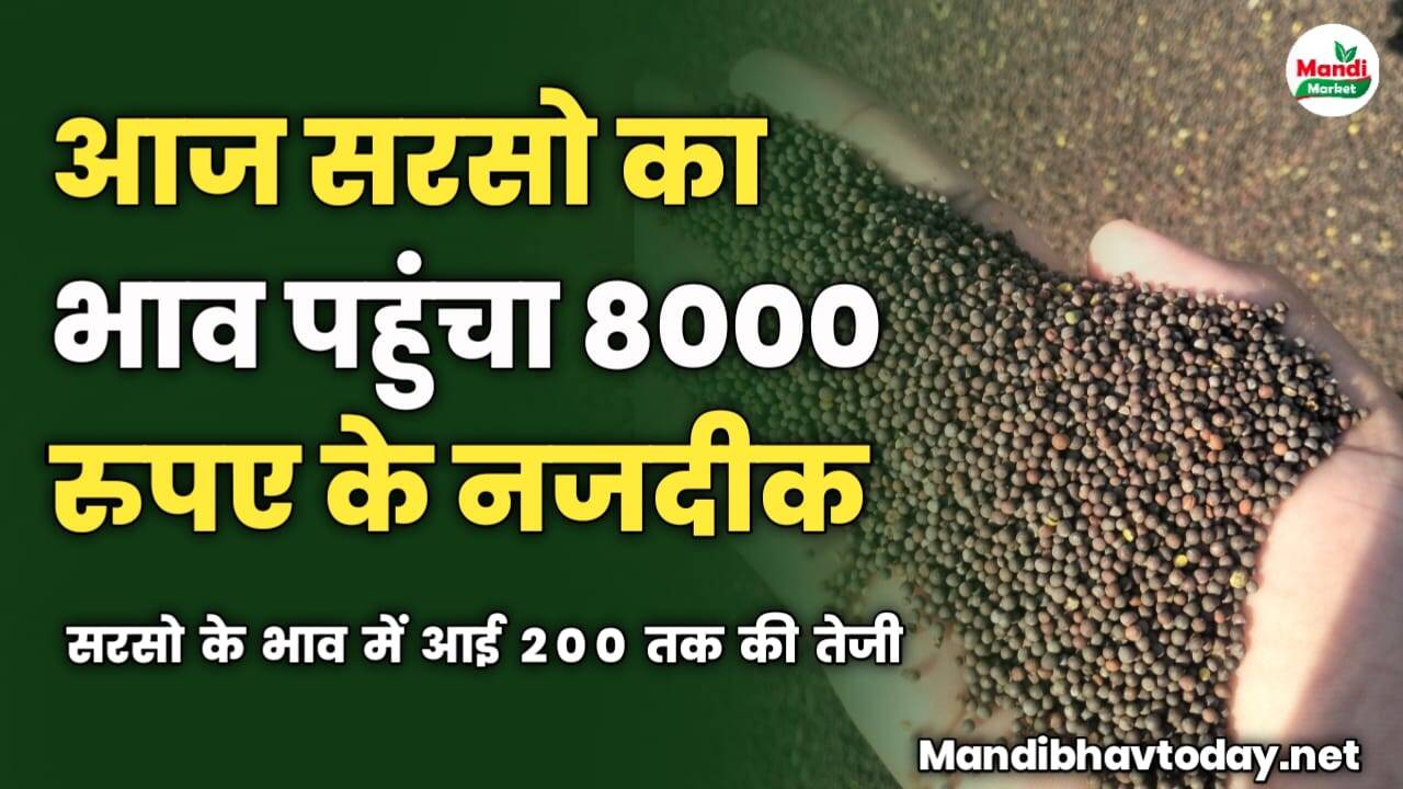 आज सरसो का भाव पहुंचा 8000 के नजदीक | सरसो के भाव में आई 200 तक की तेजी
