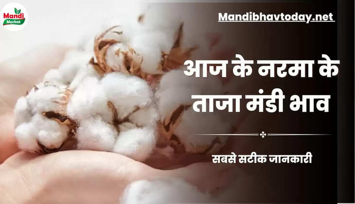 आज के नरमा के ताजा मंडी भाव। 