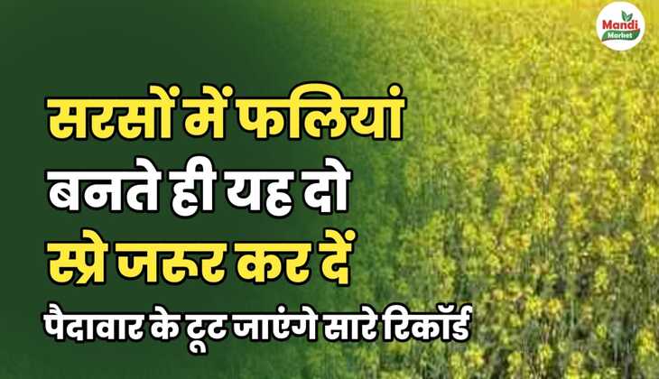 सरसों में फलियां बनते ही यह 2 स्प्रे जरूर करें, पैदावार तोड़ देगी सारे रिकॉर्ड।