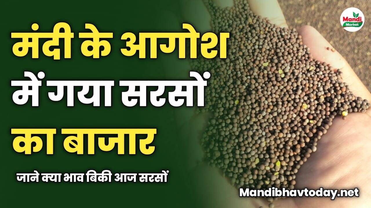मंदी के आगोश में गया सरसों का बाजार | जाने क्या भाव बिकी आज सरसों