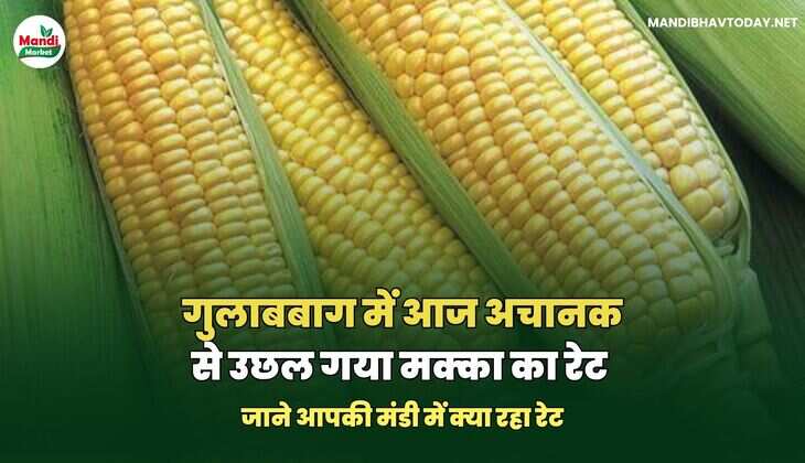 मक्का भाव 