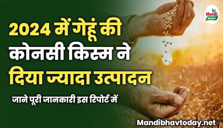 2024 में गेहूं की कोनसी किस्म ने सबसे ज्यादा उत्पादन दिया | जाने पूरी जानकारी इस रिपोर्ट में 