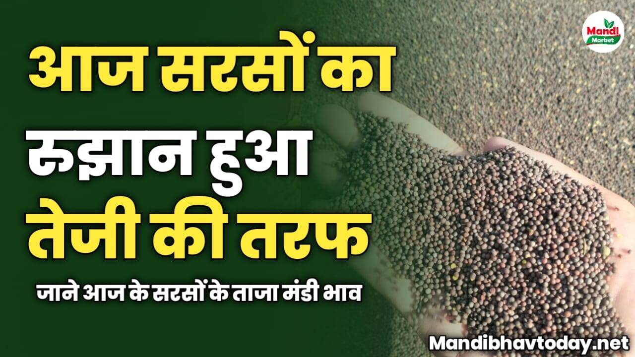 आज सरसों का रुझान हुआ तेजी की तरफ | जाने आज के सरसों के ताजा मंडी भाव
