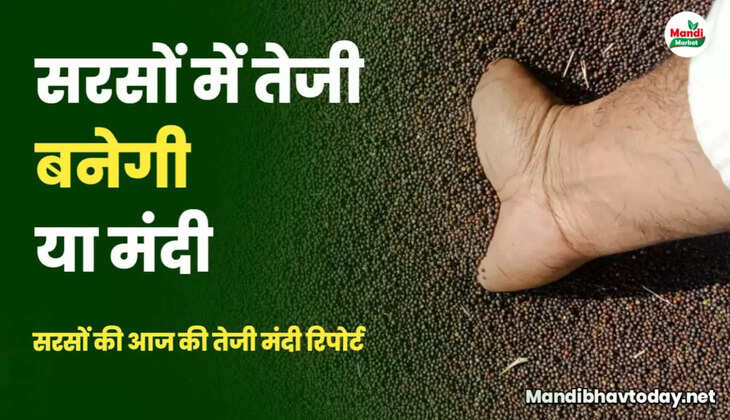 mustard teji mandi report