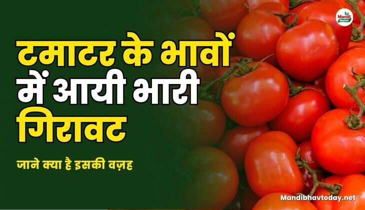 टमाटर के भावों में आयी भारी गिरावट | जाने क्या है इसकी वज़ह