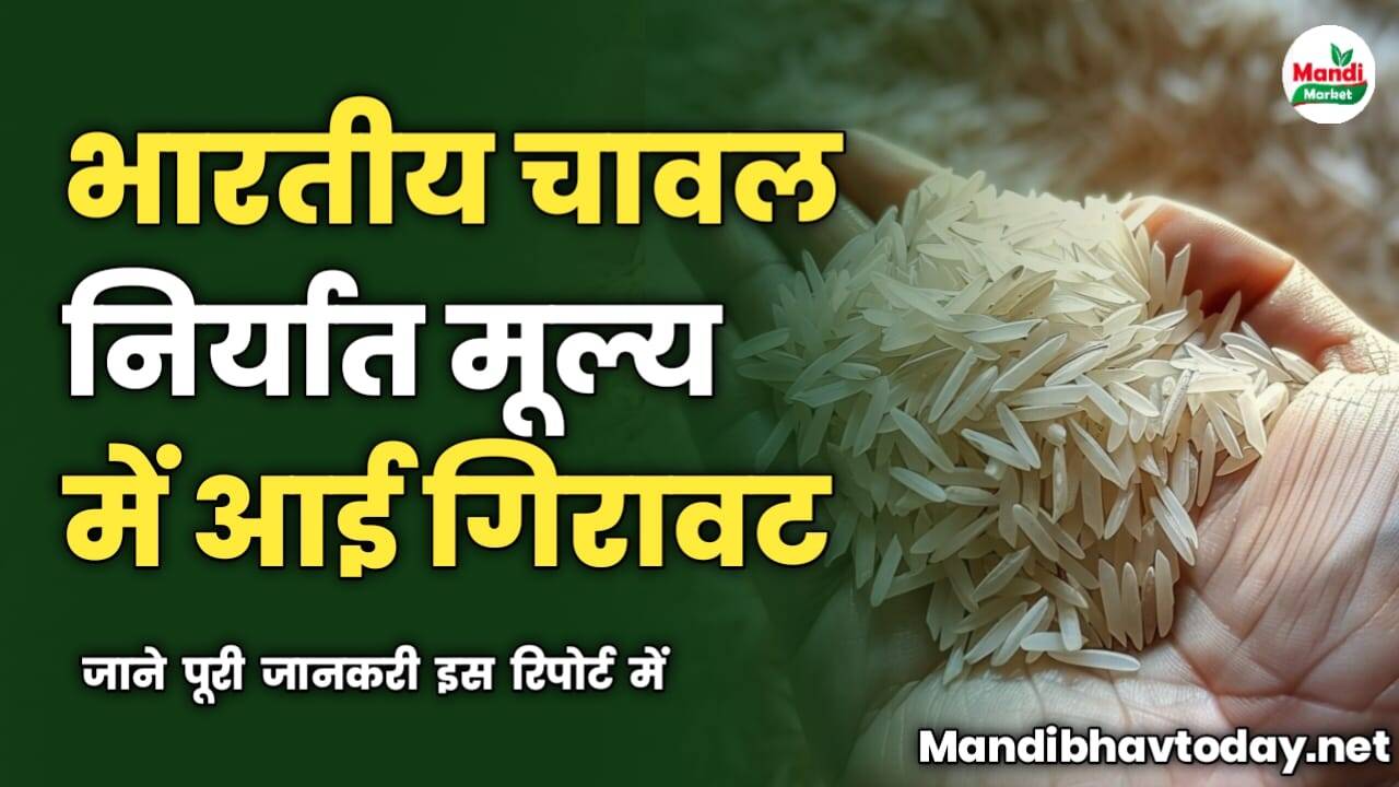 भारतीय चावल निर्यात मूल्य में आई गिरावट | जाने पूरी जानकरी इस रिपोर्ट में 