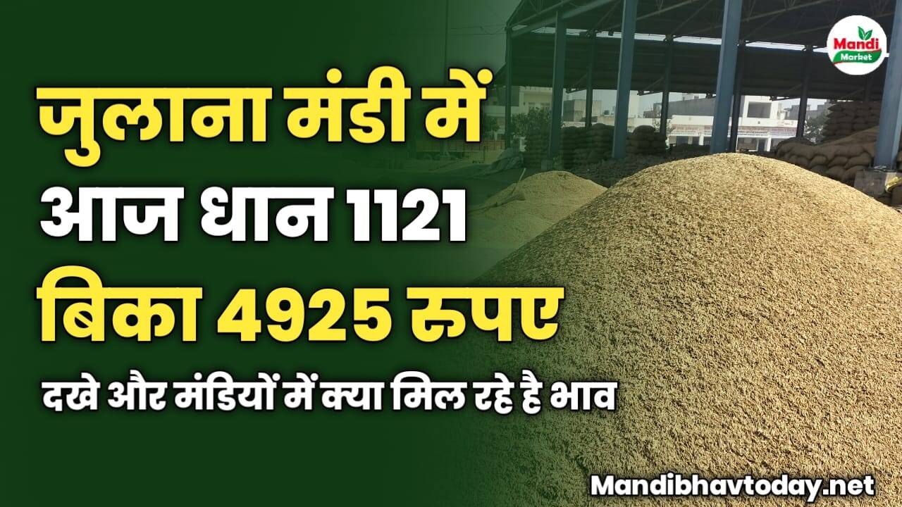 जुलाना मंडी में आज धान 1121 बिका 4925 रुपए | दखे और मंडियों में क्या मिल रहे है भाव 