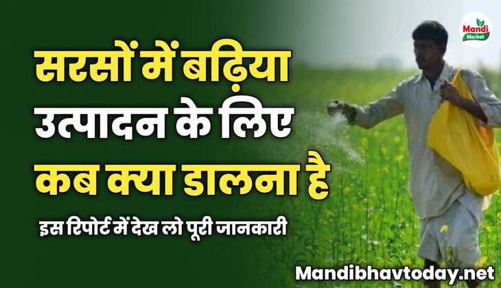 सरसों में बढ़िया उत्पादन के लिए कब क्या डालना है | इस रिपोर्ट में देख लो पूरी जानकारी 