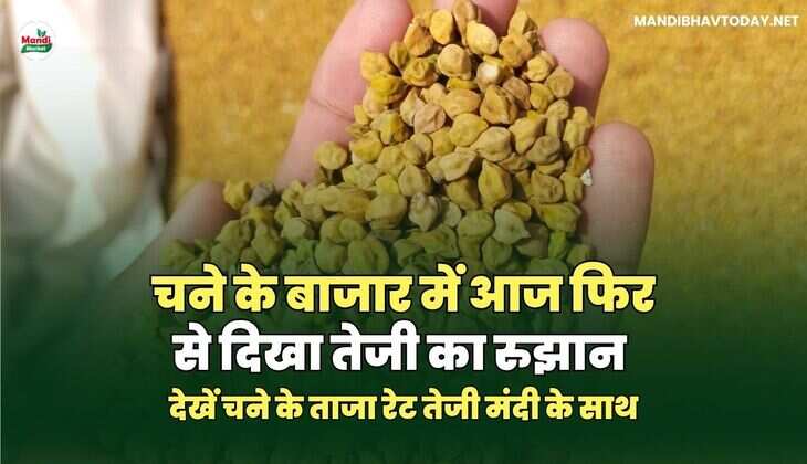 चने के बाजार में आज फिर से दिखा तेजी का रुझान | देखें चने के ताजा रेट तेजी मंदी के साथ